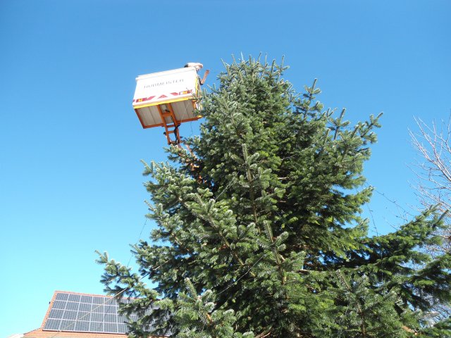 Christbaum 2011
